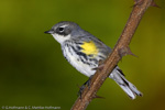 Warbler - 